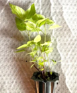 White Snakeroot Live Plant - Native Perennial Plug Seedlings (8-Pack) - Image 3