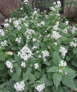 White Snakeroot Live Plant - Native Perennial Plug Seedlings (8-Pack) - Image 1