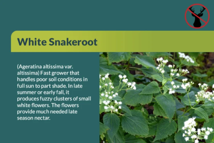 White Snakeroot Live Plant – Native Perennial Seedlings – 4-Pack Plug-Grown - Image 2