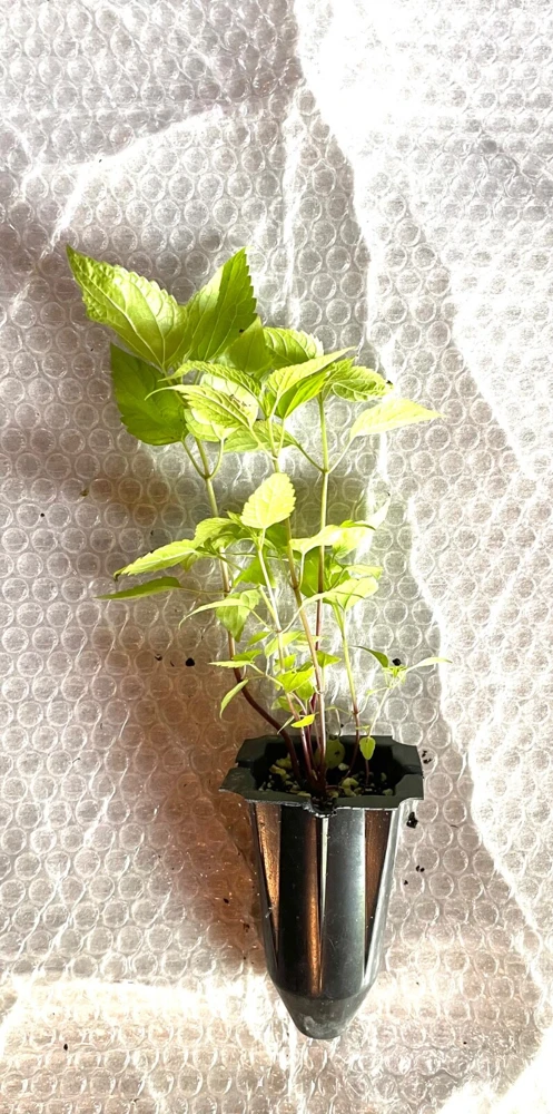 White Snakeroot Live Plant – Native Perennial Seedlings – 4-Pack Plug-Grown - Image 3