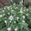 White Snakeroot Live Plant – Native Perennial Seedlings – 4-Pack Plug-Grown - Image 1