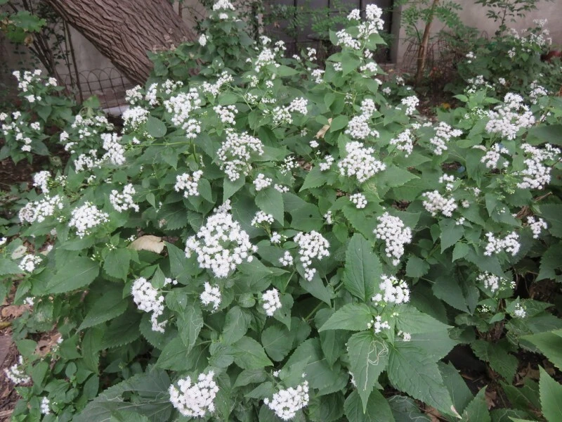White Snakeroot Live Plant – Native Perennial Seedlings – 4-Pack Plug-Grown - Image 1