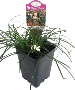 White Sparkler Mondo Grass Live Plant - Ophiopogon - 2.5" Pot - Zones 5-8 - Image 2