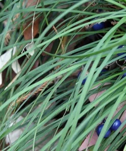 White Sparkler Mondo Grass Live Plant - Ophiopogon - 2.5