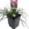 White Sparkler Mondo Grass Live Plant - Ophiopogon - 2.5" Pot - Zones 5-8 - Image 1