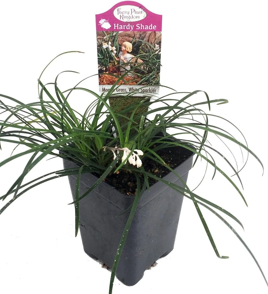White Sparkler Mondo Grass Live Plant - Ophiopogon - 2.5" Pot - Zones 5-8 - Image 1
