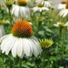 White Swan Coneflower Live Plant - Echinacea Purpurea - Quart Pot - Outdoor - Image 1