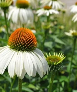 White Swan Coneflower Live Plant - Echinacea Purpurea - Quart Pot - Outdoor - Image 1