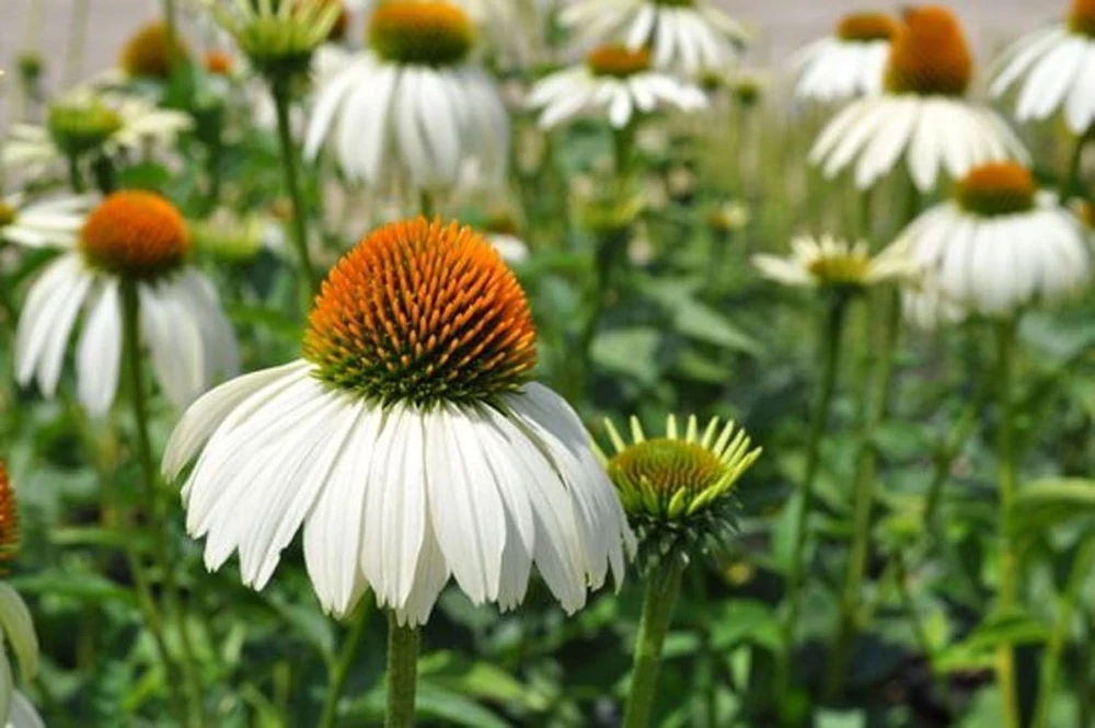 White Swan Coneflower Live Plant - Echinacea Purpurea - Quart Pot - Outdoor - Image 1