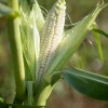 White Sweet Corn 'Truckers Favorite' Seeds - 100 Zea Mays Vegetable Seeds - Image 1