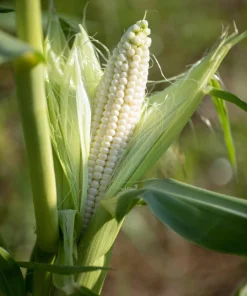 White Sweet Corn 'Truckers Favorite' Seeds - 100 Zea Mays Vegetable Seeds - Image 1