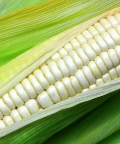 White Sweet Corn 'Truckers Favorite' Seeds - 100 Zea Mays Vegetable Seeds - Image 3