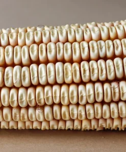 White Sweet Corn 'Truckers Favorite' Seeds - 100 Zea Mays Vegetable Seeds - Image 5