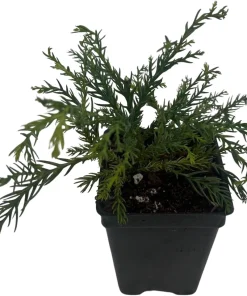 White Threads Cryptomeria Live Plant – Dwarf Conifer – 2.5 inch Pot – Fairy Garden - Image 2