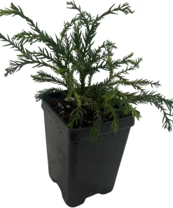 White Threads Cryptomeria Live Plant – Dwarf Conifer – 2.5 inch Pot – Fairy Garden - Image 3
