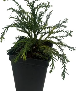 White Threads Cryptomeria Live Plant – Dwarf Conifer – 2.5 inch Pot – Fairy Garden - Image 4