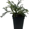 White Threads Cryptomeria Live Plant – Dwarf Conifer – 2.5 inch Pot – Fairy Garden - Image 1