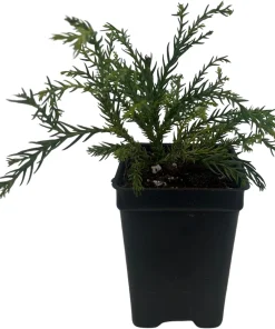 White Threads Cryptomeria Live Plant – Dwarf Conifer – 2.5 inch Pot – Fairy Garden - Image 1