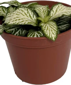 White Tiger Mini Nerve Plant - Fittonia Live Plant - 2.5" Pot - Indoor - Image 2