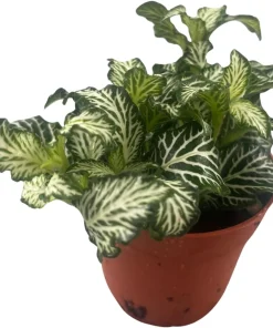 White Tiger Mini Nerve Plant - Fittonia Live Plant - 2.5