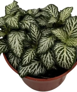 White Tiger Mini Nerve Plant - Fittonia Live Plant - 2.5