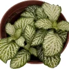 White Tiger Mini Nerve Plant - Fittonia Live Plant - 2.5" Pot - Indoor - Image 1