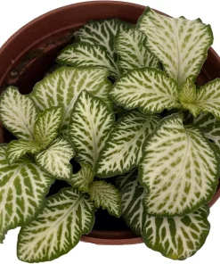 White Tiger Mini Nerve Plant - Fittonia Live Plant - 2.5