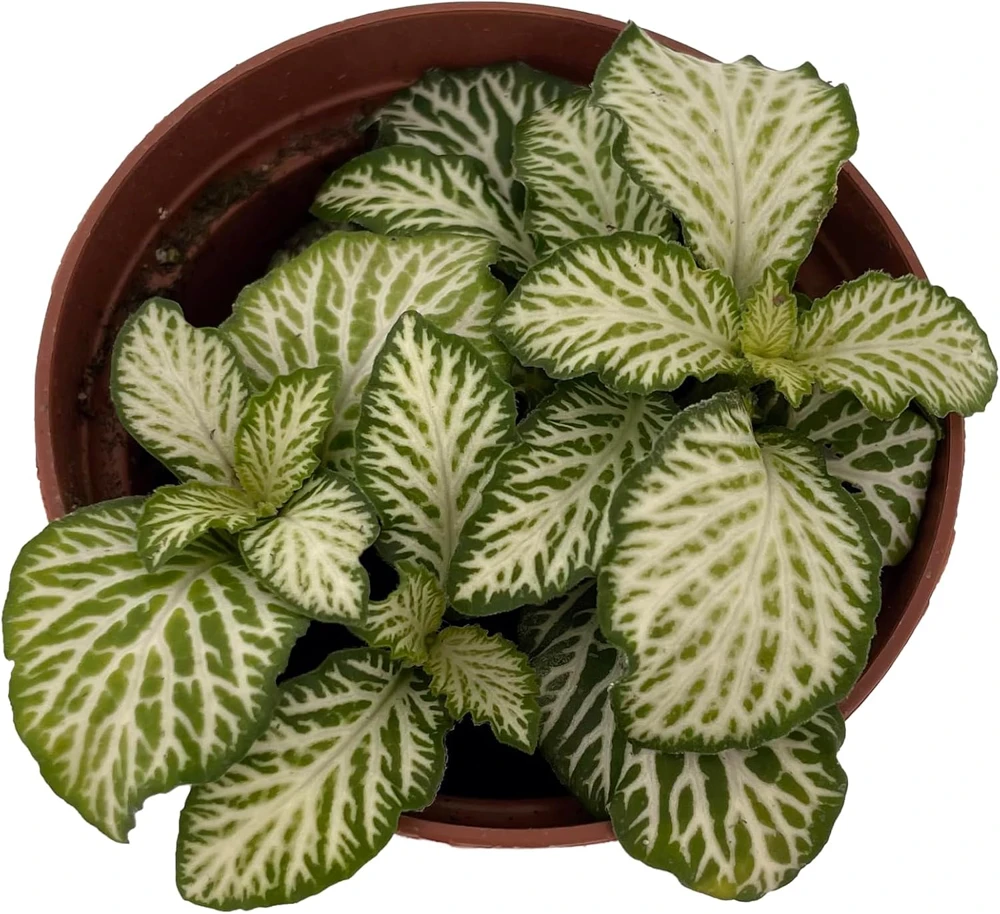 White Tiger Mini Nerve Plant - Fittonia Live Plant - 2.5" Pot - Indoor - Image 1