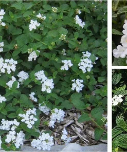 White Trailing Lantana Live Plant - Ground Cover, Full Sun, 1 Gallon Pot - Image 2