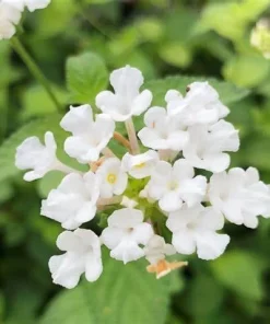 White Trailing Lantana Live Plant - Ground Cover, Full Sun, 1 Gallon Pot - Image 3