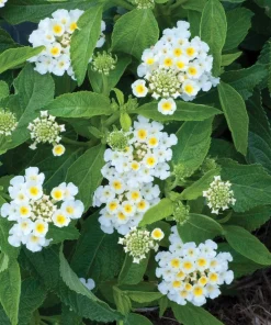 White Trailing Lantana Live Plant - Ground Cover, Full Sun, 1 Gallon Pot - Image 4