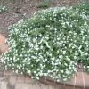 White Trailing Lantana Live Plant - Ground Cover, Full Sun, 1 Gallon Pot - Image 1