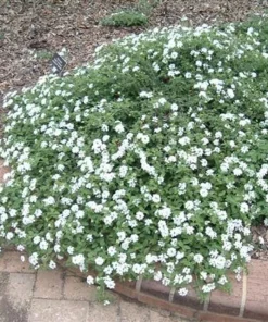 White Trailing Lantana Live Plant - Ground Cover, Full Sun, 1 Gallon Pot - Image 1