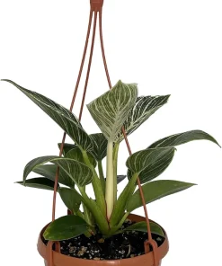 White Veined Birkin Philodendron Live Plant - 6 inch Hanging Basket - Indoor Tropical Foliage - Image 2