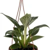 White Veined Birkin Philodendron Live Plant - 6 inch Hanging Basket - Indoor Tropical Foliage - Image 1