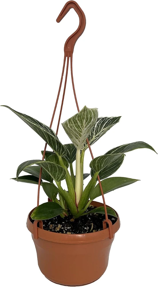 White Veined Birkin Philodendron Live Plant - 6 inch Hanging Basket - Indoor Tropical Foliage - Image 1