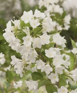 White Weigela Shrub Live Plant 4