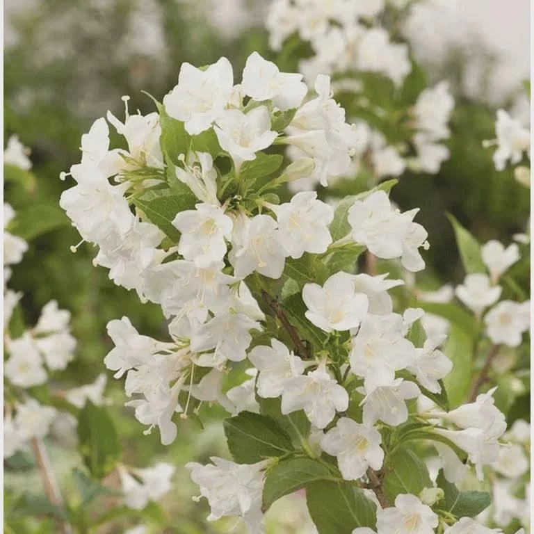 White Weigela Shrub Live Plant 4" Pot Fragrant White Flowers Outdoor Hardy - Image 2