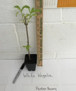 White Weigela Shrub Live Plant 4