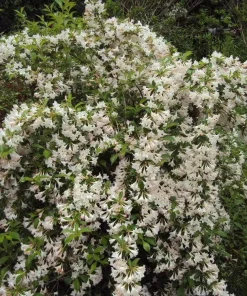 White Weigela Shrub Live Plant 4