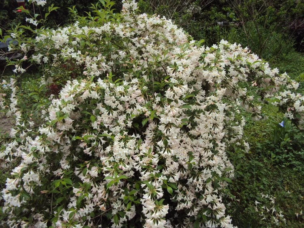 White Weigela Shrub Live Plant 4" Pot Fragrant White Flowers Outdoor Hardy - Image 4
