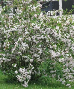 White Weigela Shrub Live Plant 4