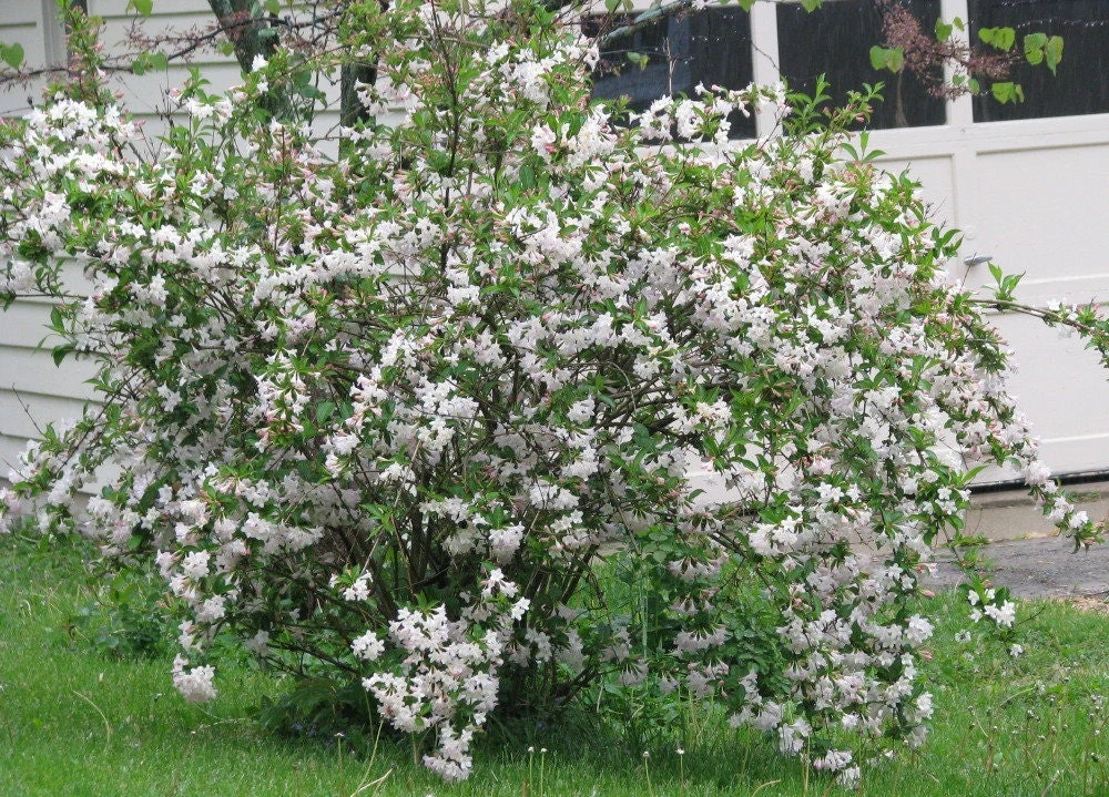 White Weigela Shrub Live Plant 4" Pot Fragrant White Flowers Outdoor Hardy - Image 5