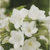 White Weigela Shrub Live Plant 4" Pot Fragrant White Flowers Outdoor Hardy - Image 1