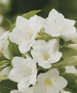 White Weigela Shrub Live Plant 4