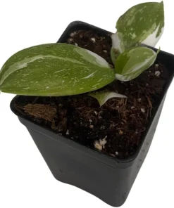 White Wizard Philodendron Live Plant – 2.5