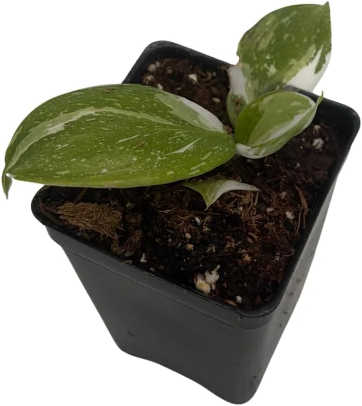 White Wizard Philodendron Live Plant – 2.5" Pot – Indoor Houseplant - Image 2