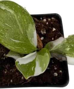 White Wizard Philodendron Live Plant – 2.5
