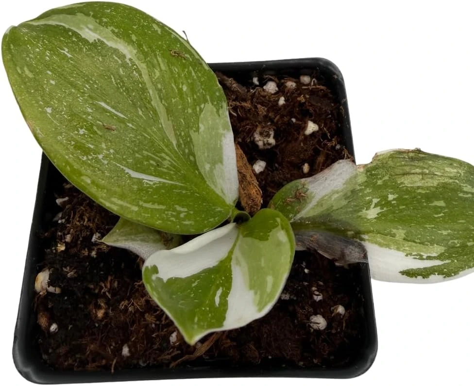White Wizard Philodendron Live Plant – 2.5" Pot – Indoor Houseplant - Image 3