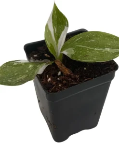 White Wizard Philodendron Live Plant – 2.5